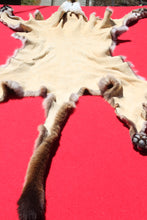 Load image into Gallery viewer, Nevada Tom Mountain Lion - Cougar - Taxidermy Quality - MTL1001