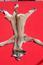 Load image into Gallery viewer, North Idaho Female Mountain Lion - Cougar - Taxidermy Quality - MTL1002