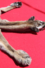 Load image into Gallery viewer, North Idaho Female Mountain Lion - Cougar - Taxidermy Quality - MTL1002