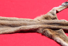 Load image into Gallery viewer, North Idaho Female Mountain Lion - Cougar - Taxidermy Quality - MTL1002