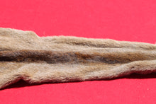 Load image into Gallery viewer, North Idaho Female Mountain Lion - Cougar - Taxidermy Quality - MTL1002