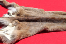 Load image into Gallery viewer, North Idaho Female Mountain Lion - Cougar - Taxidermy Quality - MTL1002