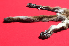 Load image into Gallery viewer, North Idaho Female Mountain Lion - Cougar - Taxidermy Quality - MTL1002