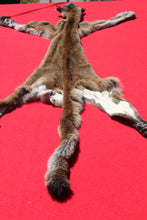 Load image into Gallery viewer, North Idaho Female Mountain Lion - Cougar - Taxidermy Quality - MTL1002