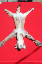 Load image into Gallery viewer, North Idaho Female Mountain Lion - Cougar - Taxidermy Quality - MTL1002