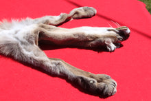 Load image into Gallery viewer, North Idaho Female Mountain Lion - Cougar - Taxidermy Quality - MTL1002