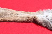 Load image into Gallery viewer, North Idaho Female Mountain Lion - Cougar - Taxidermy Quality - MTL1002