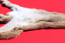 Load image into Gallery viewer, North Idaho Female Mountain Lion - Cougar - Taxidermy Quality - MTL1002