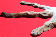 Load image into Gallery viewer, North Idaho Female Mountain Lion - Cougar - Taxidermy Quality - MTL1002