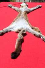 Load image into Gallery viewer, North Idaho Female Mountain Lion - Cougar - Taxidermy Quality - MTL1002