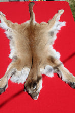 Load image into Gallery viewer, North Idaho Tom Mountain Lion - Taxidermy Quality - MTL1006