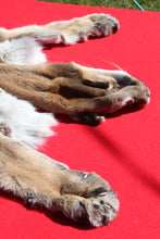 Load image into Gallery viewer, North Idaho Tom Mountain Lion - Taxidermy Quality - MTL1006