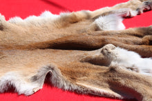 Load image into Gallery viewer, North Idaho Tom Mountain Lion - Taxidermy Quality - MTL1006