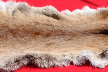 Load image into Gallery viewer, North Idaho Tom Mountain Lion - Taxidermy Quality - MTL1006