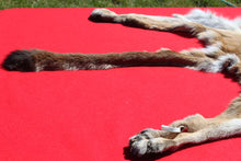 Load image into Gallery viewer, North Idaho Tom Mountain Lion - Taxidermy Quality - MTL1006