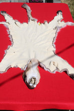 Load image into Gallery viewer, North Idaho Tom Mountain Lion - Taxidermy Quality - MTL1006