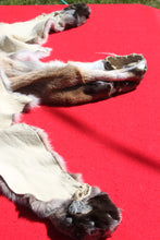 Load image into Gallery viewer, North Idaho Tom Mountain Lion - Taxidermy Quality - MTL1006