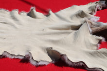 Load image into Gallery viewer, North Idaho Tom Mountain Lion - Taxidermy Quality - MTL1006