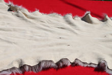 Load image into Gallery viewer, North Idaho Tom Mountain Lion - Taxidermy Quality - MTL1006