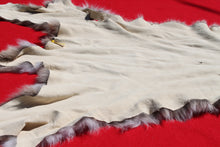 Load image into Gallery viewer, North Idaho Tom Mountain Lion - Taxidermy Quality - MTL1006