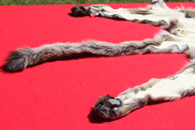 Load image into Gallery viewer, North Idaho Tom Mountain Lion - Taxidermy Quality - MTL1006