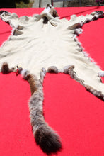 Load image into Gallery viewer, North Idaho Tom Mountain Lion - Taxidermy Quality - MTL1006