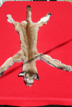 Load image into Gallery viewer, North Idaho Female Mountain Lion - Taxidermy Quality - MTL1004