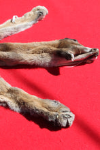 Load image into Gallery viewer, North Idaho Female Mountain Lion - Taxidermy Quality - MTL1004