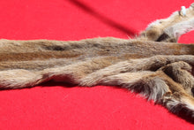 Load image into Gallery viewer, North Idaho Female Mountain Lion - Taxidermy Quality - MTL1004