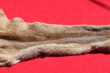 Load image into Gallery viewer, North Idaho Female Mountain Lion - Taxidermy Quality - MTL1004