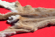 Load image into Gallery viewer, North Idaho Female Mountain Lion - Taxidermy Quality - MTL1004