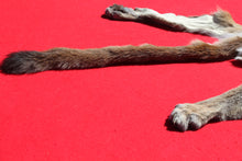 Load image into Gallery viewer, North Idaho Female Mountain Lion - Taxidermy Quality - MTL1004