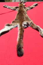 Load image into Gallery viewer, North Idaho Female Mountain Lion - Taxidermy Quality - MTL1004