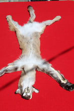 Load image into Gallery viewer, North Idaho Female Mountain Lion - Taxidermy Quality - MTL1004