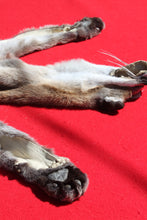 Load image into Gallery viewer, North Idaho Female Mountain Lion - Taxidermy Quality - MTL1004