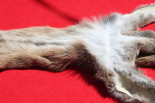 Load image into Gallery viewer, North Idaho Female Mountain Lion - Taxidermy Quality - MTL1004