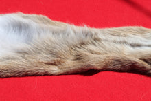 Load image into Gallery viewer, North Idaho Female Mountain Lion - Taxidermy Quality - MTL1004