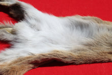 Load image into Gallery viewer, North Idaho Female Mountain Lion - Taxidermy Quality - MTL1004