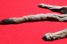 Load image into Gallery viewer, North Idaho Female Mountain Lion - Taxidermy Quality - MTL1004