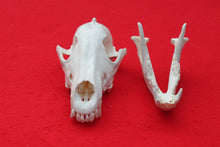 Load image into Gallery viewer, XL Wolf Skull - 2021-07