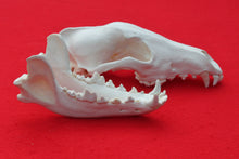 Load image into Gallery viewer, XL Wolf Skull - 2021-07