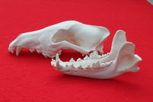 Load image into Gallery viewer, XL Wolf Skull - 2021-07