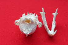 Load image into Gallery viewer, XL Wolf Skull - 2021-07