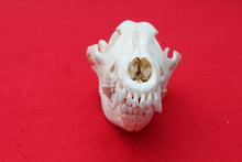 Load image into Gallery viewer, Large Wolf Skull - 2021-04