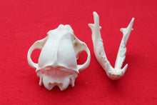 Load image into Gallery viewer, Large Wolf Skull - 2021-04