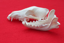 Load image into Gallery viewer, Large Wolf Skull - 2021-04