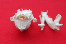 Load image into Gallery viewer, Large Wolf Skull - 2021-04