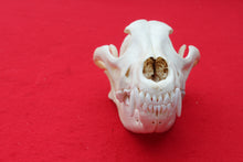 Load image into Gallery viewer, XXXL Wolf Skull - 2022-33