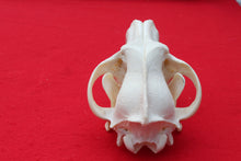 Load image into Gallery viewer, XXXL Wolf Skull - 2022-33