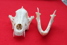 Load image into Gallery viewer, XXXL Wolf Skull - 2022-33